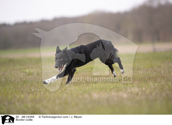Border Collie / Border Collie / JM-19366