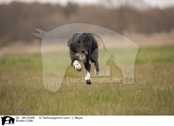 Border Collie / Border Collie / JM-19368