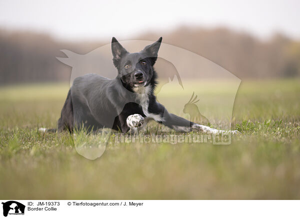 Border Collie / Border Collie / JM-19373
