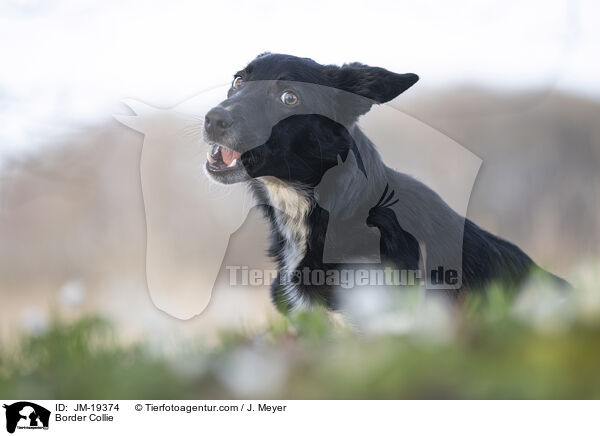 Border Collie / JM-19374