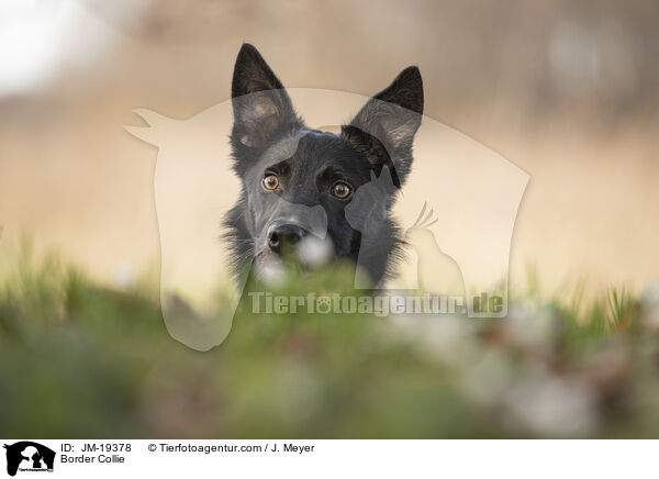Border Collie / Border Collie / JM-19378