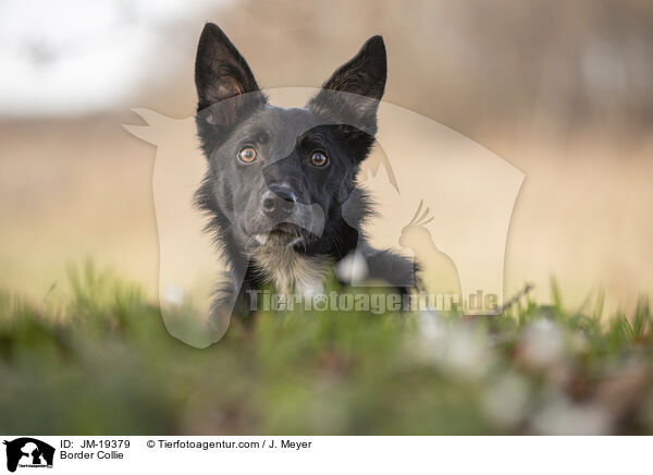 Border Collie / Border Collie / JM-19379