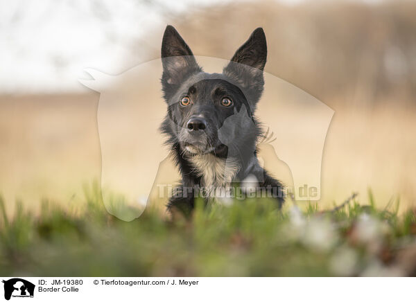 Border Collie / Border Collie / JM-19380