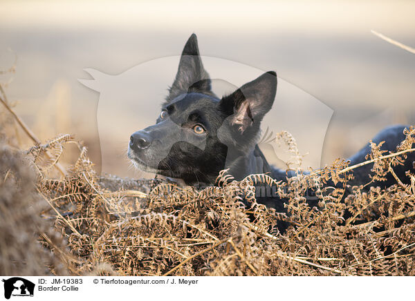 Border Collie / Border Collie / JM-19383