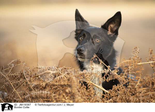 Border Collie / Border Collie / JM-19387