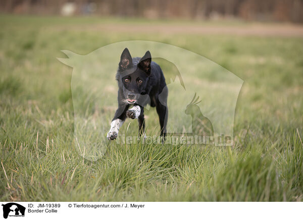 Border Collie / Border Collie / JM-19389