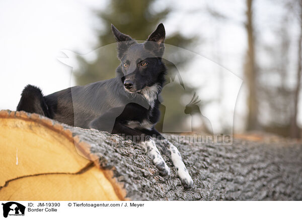 Border Collie / Border Collie / JM-19390