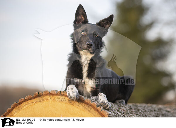Border Collie / Border Collie / JM-19395