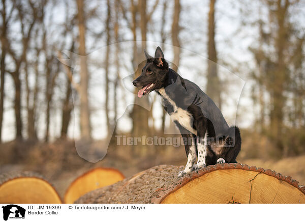Border Collie / Border Collie / JM-19399