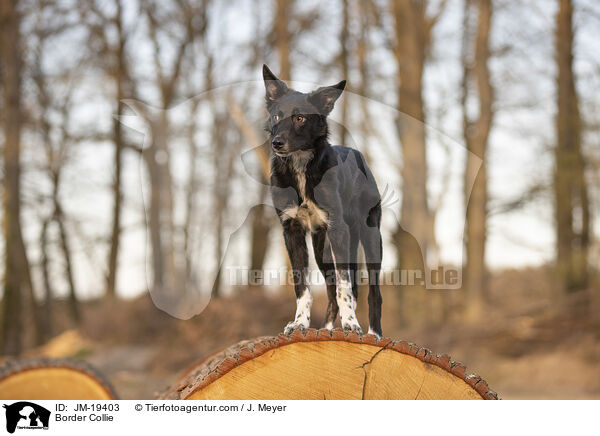 Border Collie / Border Collie / JM-19403