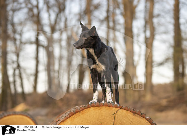 Border Collie / Border Collie / JM-19404