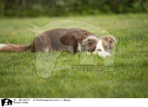 Border Collie / Border Collie / JM-19474
