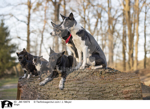 Hunde / dogs / JM-19879