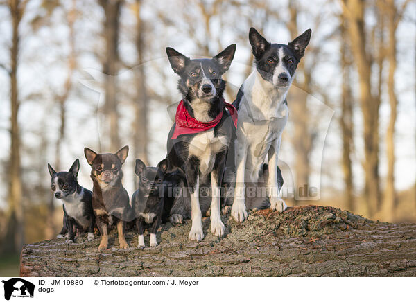 Hunde / dogs / JM-19880