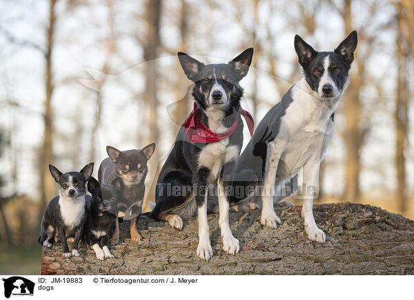 Hunde / dogs / JM-19883