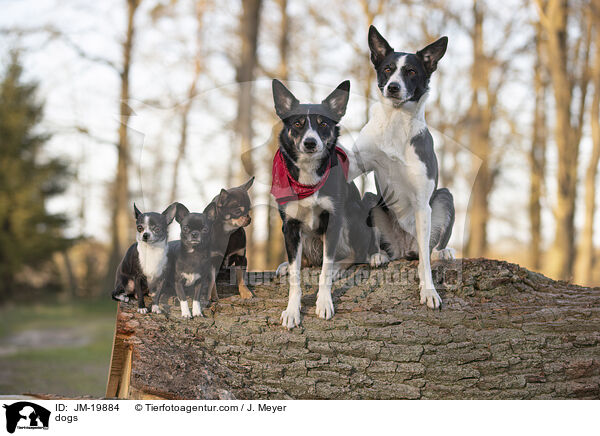 Hunde / dogs / JM-19884