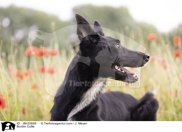 Border Collie / Border Collie / JM-20899