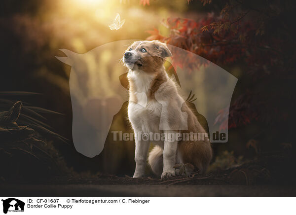 Border Collie Welpe / Border Collie Puppy / CF-01687