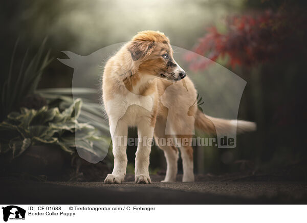 Border Collie Welpe / Border Collie Puppy / CF-01688