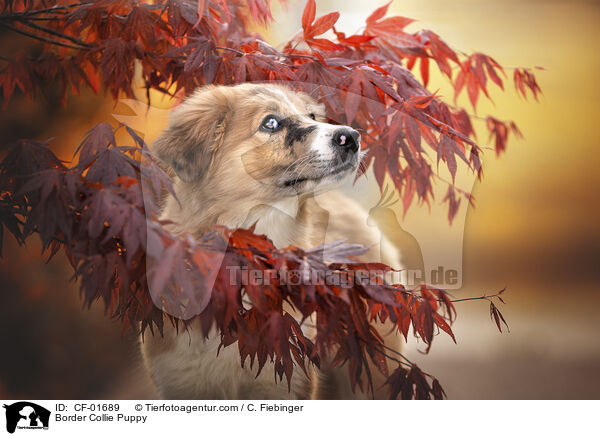 Border Collie Welpe / Border Collie Puppy / CF-01689