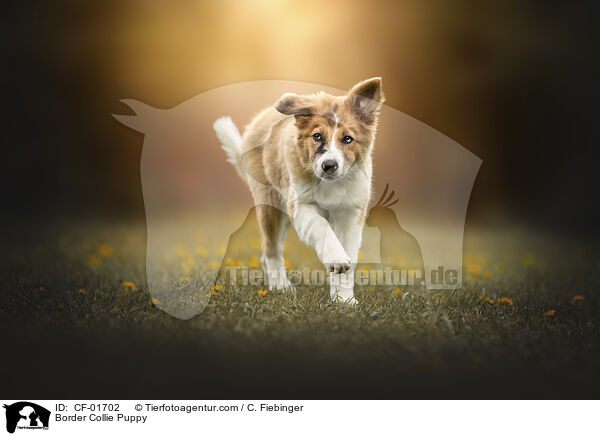 Border Collie Welpe / Border Collie Puppy / CF-01702