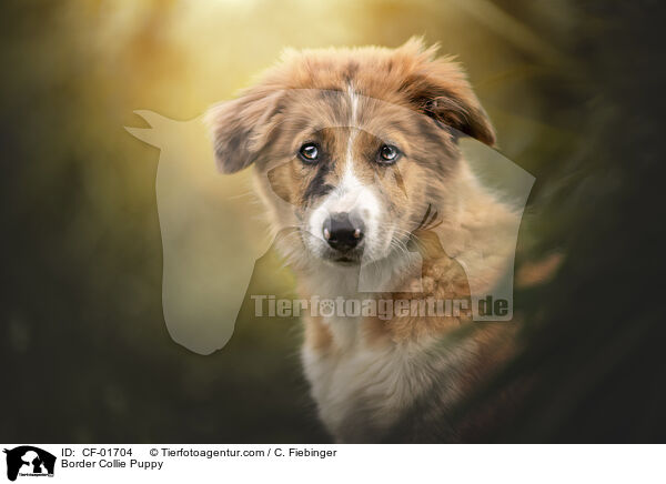 Border Collie Welpe / Border Collie Puppy / CF-01704