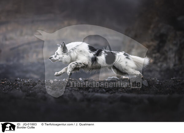 Border Collie / Border Collie / JQ-01883