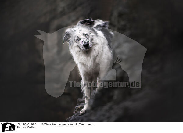 Border Collie / Border Collie / JQ-01898