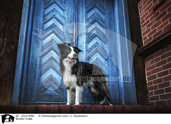 Border Collie / Border Collie / JQ-01956