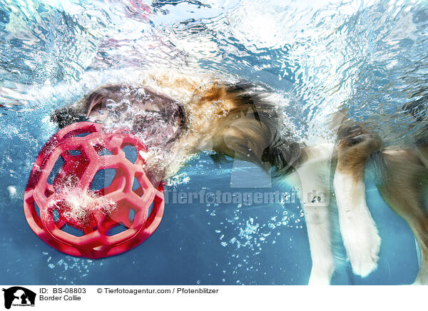 Border Collie / BS-08803