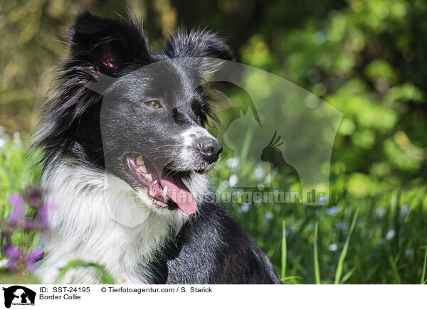 Border Collie / Border Collie / SST-24195