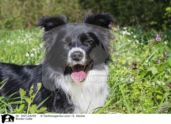 Border Collie / SST-24206
