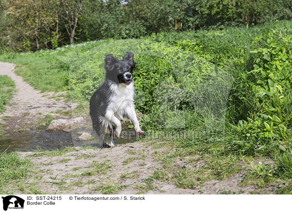 Border Collie / SST-24215