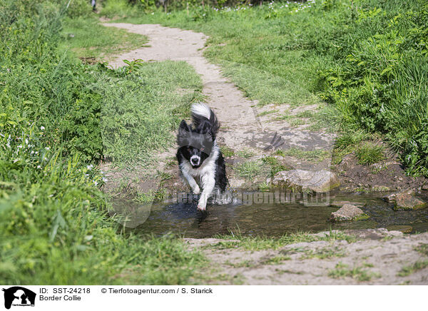 Border Collie / SST-24218