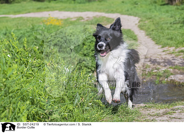 Border Collie / SST-24219