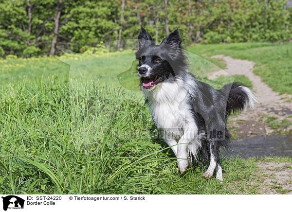 Border Collie / SST-24220