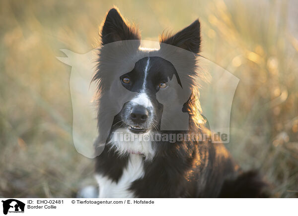 Border Collie / EHO-02481
