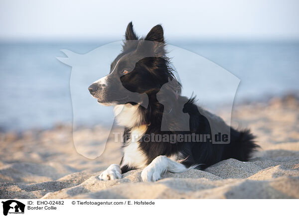 Border Collie / EHO-02482