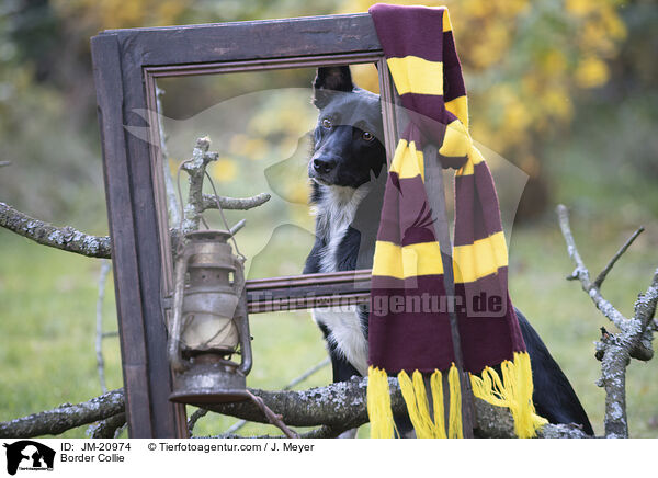 Border Collie / JM-20974
