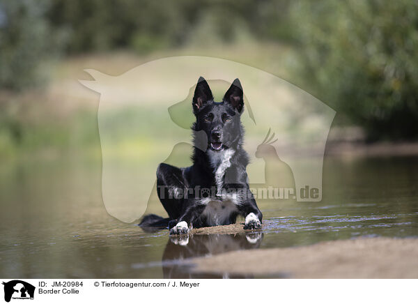 Border Collie / JM-20984