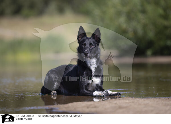 Border Collie / Border Collie / JM-20985
