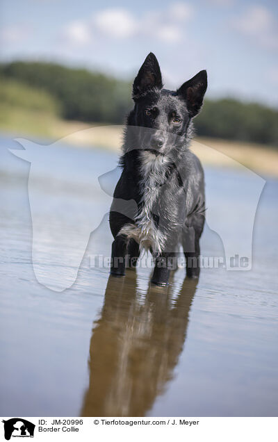 Border Collie / Border Collie / JM-20996