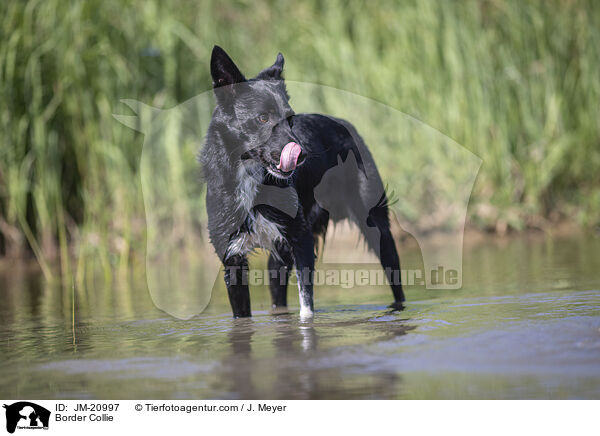 Border Collie / Border Collie / JM-20997
