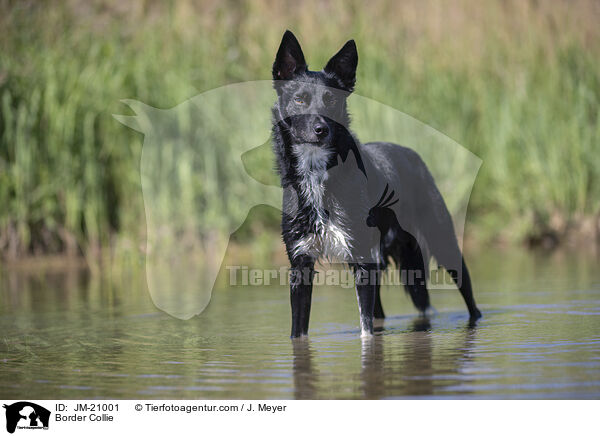 Border Collie / Border Collie / JM-21001