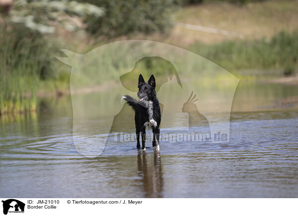 Border Collie / Border Collie / JM-21010