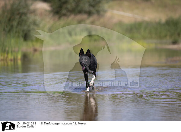 Border Collie / Border Collie / JM-21011