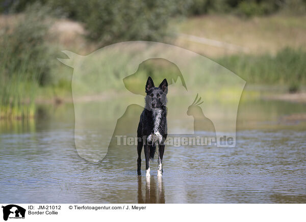 Border Collie / JM-21012