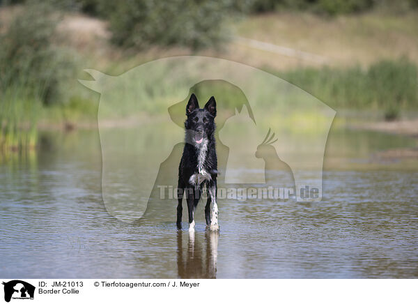 Border Collie / JM-21013