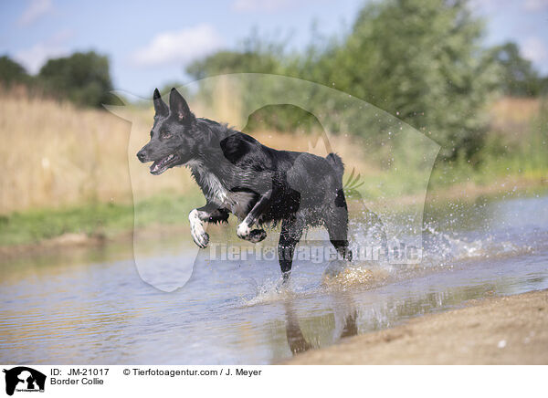 Border Collie / JM-21017