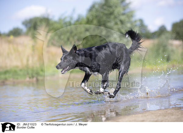 Border Collie / JM-21023